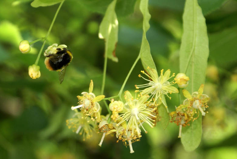 Sommerlinde, Blühstadien mit Wiesenhummel Sommerlinde, Blühstadien mit Wiesenhummel